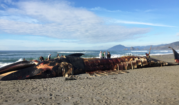 A blue whale measuring approximately 80 feet and weighing nearly 100 tons was dead on the beach in Ophir about 7 miles north of Gold Beach