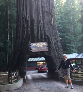 Chandelier Tree, (height 315 ft; diameter 21 ft. and approximately 2400 years old) a Coastal Redwood or Sequoia semperviren that we drove through