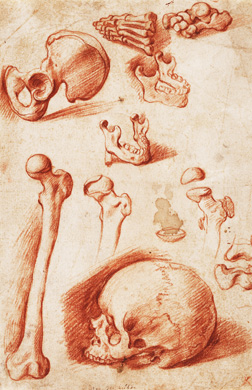 Studies of Human Bones, n.d. Calcar,  Jan Stephan van Netherlandish